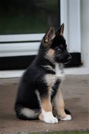 20 Cute German Shepherd Dogs And Facts You Should Know Sevimli Kopek Yavrulari Evcil Hayvanlar Kopek