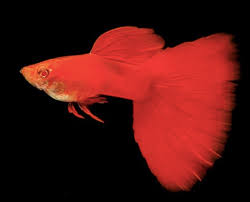 Ikan ini dapat mencapai harga sekitar 80 $ , ini merupakan harga yang luarbisa bagi ikan simungil ini. 16 Jenis Ikan Guppy Banyak Dicari Dan Cara Merawatnya Blog Ruparupa