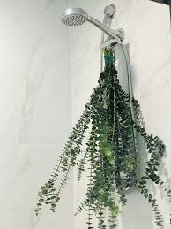 This Item Is Unavailable Eucalyptus Shower Shower Plant Fresh Eucalyptus