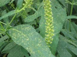 He tested positive for short ragweed pollen as well as other allergens in allergy testing. Allergies A Leickly Story Ragweed Day August 15th 2010 Ragweed Plant Leaves Pollen