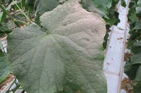 Image result for whitefly in cucumber