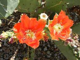 Cockscomb hedgehog cactus produces petaled blossoms in spring. Cactus Flowers Color The Desert Landscape Azplantlady Com