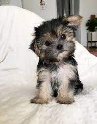 Teacup yorkie puppies for sale in michigan. Yorkie Poo For Sale Michigan Pets Lovers