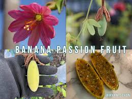 Image result for Passiflora mollissima