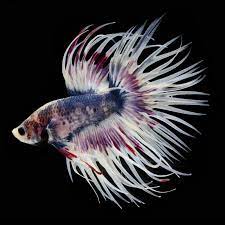 Male Crowntail Betta Betta Fish Tank Betta Fish