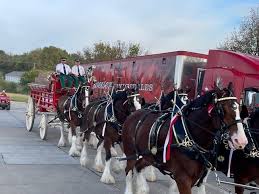 Budweiser Clydesdales bring out crowds at central Iowa stops