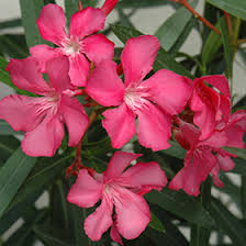 Image result for Nerium oleander