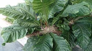 Anthurium Wikipedia Sunda Ensiklopedi Bebas