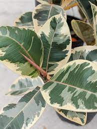How To Care For A Rubber Plant Rubber Tree Care Rubber Plant Rubber Tree Plant Rubber Tree
