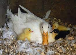 A pekin's eggs are white, sometimes with a slight yellow tint. File Pekin Duck With Ducklings Jpg Wikimedia Commons