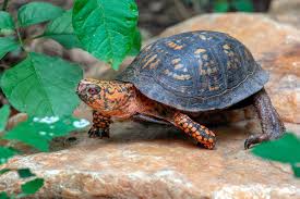 Image result for turtle