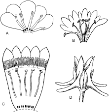 Image result for Schinziella tetragona
