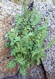 Image result for Pellaea