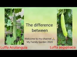 Image result for Luffa acutangula