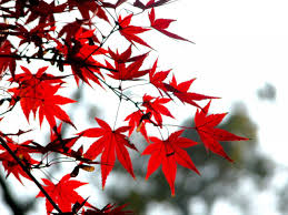 صورة ورق شجر