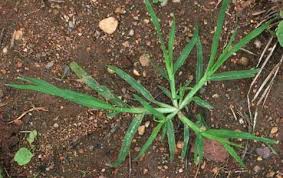 Scientific name and common name. Eleusine Indica Goosegrass Wiregrass North Carolina Extension Gardener Plant Toolbox