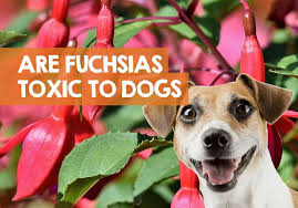 A surprising number of flowers are toxic to dogs. Are Fuchsias Poisonous To Dogs Berries Flowers Seed Pod Toxicity