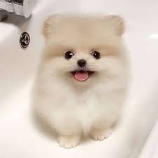 小狗狗對著鏡頭 盯著你看 秒療癒大家的心 好想抱回家啊 animals teddy bear teddy