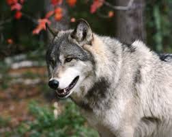 pin by petra miisa juusenaho on owls wolves creatures of the wild wolf dog timber wolf arctic animals