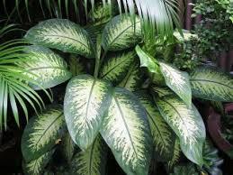 We did not find results for: Les Plantes D Appartement Nos Fiches Conseil Fiches Pratiques