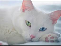 Van Kedisi Cats Guzel Kediler Kedi Esprileri Ve Kediler Ve Yavrulari