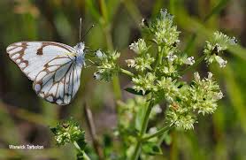 Image result for Agathisanthemum