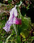 Image result for Ipomoea tenuipes