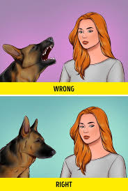 Jul 28, 2020 · now all that's left is to give the breeder a call and let them know exactly what you're looking for. How To Save Your Life If You Meet An Aggressive Stray Dog