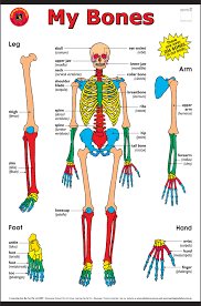 9 photos of the the human body for kids. My Bones Cart For 15 00 Wall Charts Online Toy Store Human Skeleton Anatomy Human Bones Anatomy Human Body Anatomy