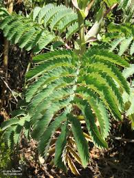 Image result for Melianthus major
