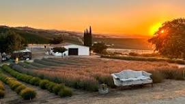 Sunset on Hambly Lavender Farm with Stilson Cellars