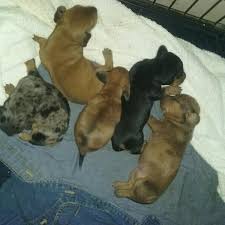 This dog breed can be traced to the 15 th century and they came in different sizes. Best Dapple Dachshund Pups For Sale In Mcdonough Georgia For 2021