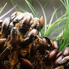 5 Most Common Household Pests and How to Control Them