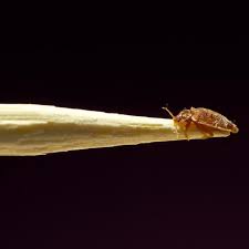 Image result for Pyrethroid