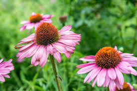 To survive long enough to produce seeds that in turn create new flowering plants. Purple Coneflower Plant Care Growing Guide