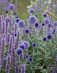 Image result for Echinops