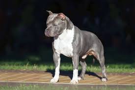 The best formulas of dog food to gain weight have high levels of calories and protein. 5 Best Dog Foods For Weight Gain How To Bulk Up Your Canine