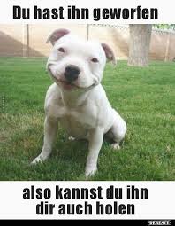 Pin Von Christa Holtschi Auf Lustige Tiere Hund Witze Witze Lustig Spruche Tiere