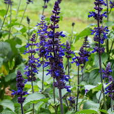 Image result for Salvia