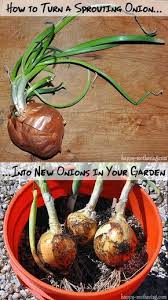 We did not find results for: How To Plant A Sprouted Onion Growing Onions Growing Vegetables Organic Vegetables