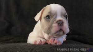 The most common colors are fawn, brindle, white and pied. Adorable 6 Week Old Lilac Fawn Pied Male French Bulldog Youtube