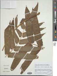 Image result for Blotiella currorii