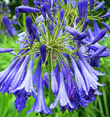 Agapanthus Dutch Giant