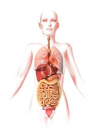 All of the words below are part of the vulva. Female Anatomy Artwork By Leonello Calvetti