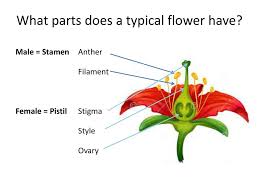 The top of the female part of the flower which collects. In Collaboration With Ppt Download