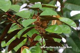 Image result for Chrysophyllum