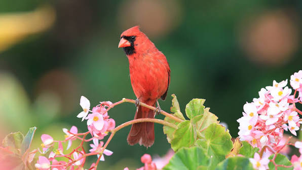 8 Ways Birds Change in Spring