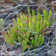 Image result for Scolopia zeyheri