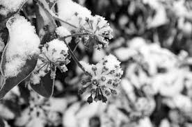 Snow Background Free Stock Photos Download 12 213 Free Stock Photos For Commercial Use Format Hd High Resolution Jpg Images When designing a new logo you can be inspired by the visual logos found here. snow background free stock photos