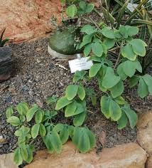 Image result for Adenia